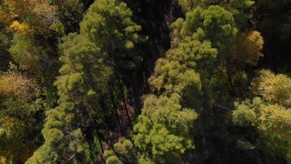 Flying Over the Autumn Forest