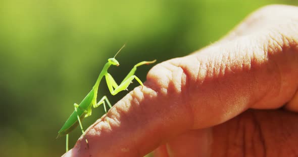 Praying mantis on hand