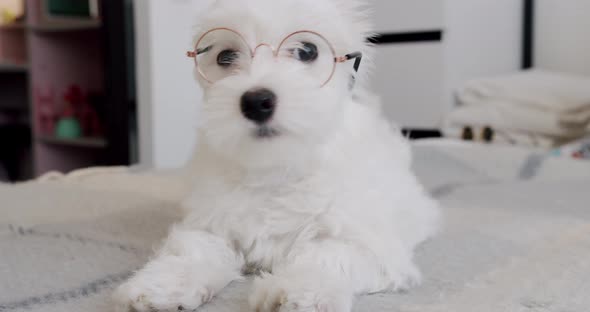 Little Purebred Puppy Bichon Frise with Little Glasses is Playing in the Bedroom