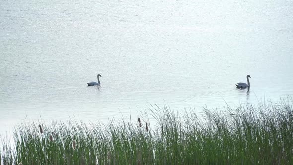 White Swans Floating Over The River