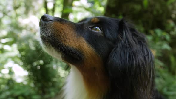 Tight shot of mini Australian Shepherd's face out on a hiking trail.