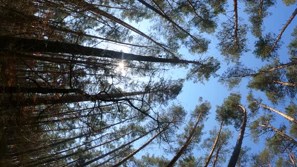 Vertical Video of the Forest Landscape Slow Motion