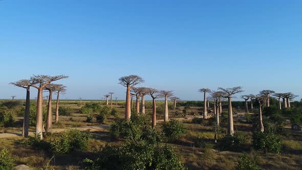 Avenue Of The Baobabs Morondava Madagascar 18