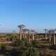 Avenue Of The Baobabs Morondava Madagascar 18 - VideoHive Item for Sale