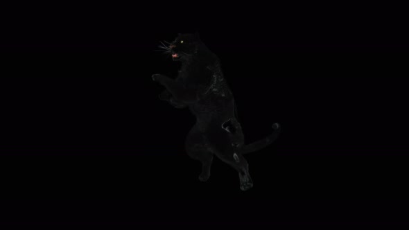 Panther Dancing 4K