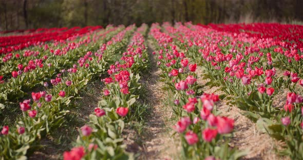 Beautiful Tulips Blooming on Flowers Plantation