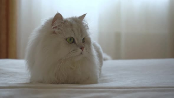 Cute Domestic Persian Silver Chinchilla is Lying on Bed in Room and Resting