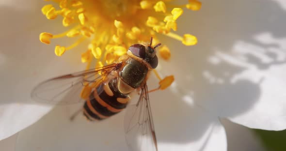 Hoverflies, Flower Flies or Syrphid Flies, Insect Family Syrphidae