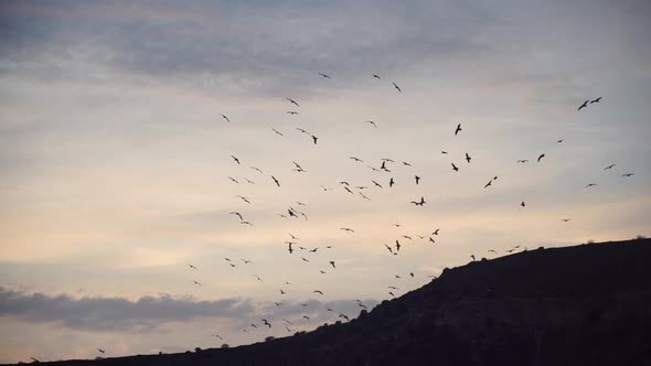 a Flock of the Seagull Birds Flies Under a Dark Sky After Sunset Over the Sea Along the Rocky Coast