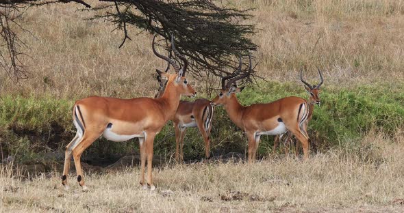 Impala, aepyceros melampus, Group of Males in Savannah, Nairobi Park in Kenya, Real Time 4K
