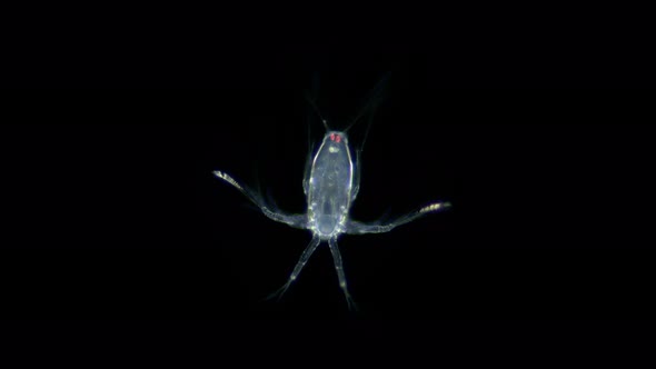 larva Nauplius Crustacea under microscope, Copepoda Subclass