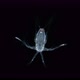 larva Nauplius Crustacea under microscope, Copepoda Subclass - VideoHive Item for Sale