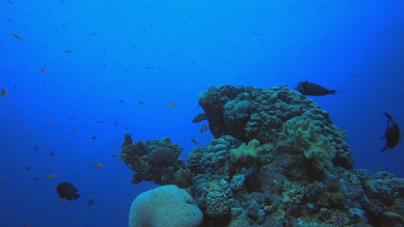 Underwater Scene Coral Reefs