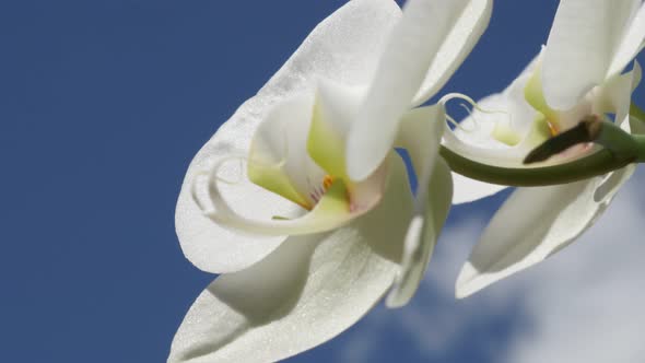 Moth orchid plant against blue sky 4K 2160p 30fps UltraHD footage - White Phalaenopsis amabilis  whi