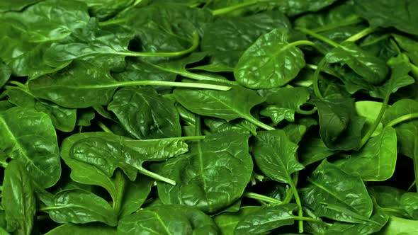 Green spinach leaves. Greens rotating background. Fresh organic  spinach leaves