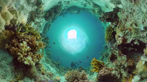 Coral Reef and Tropical Fish. Bohol, Philippines.