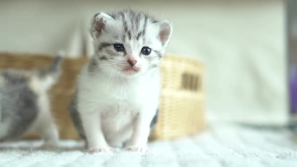 Cute Kittens Playing In Living Room Slow Motion