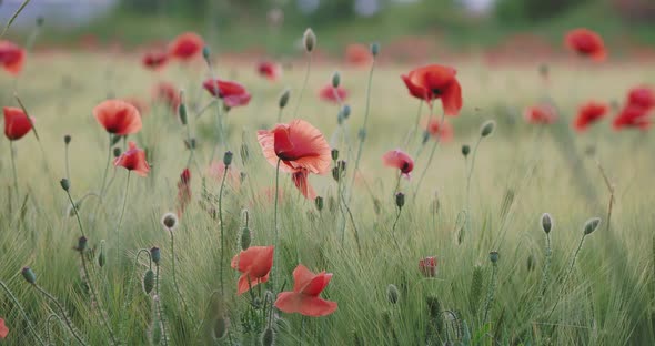 Red Poppy Flowers on Field of Rye