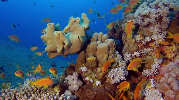 Underwater Tropical Marine Life