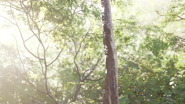 Green Forest with Rays of Light