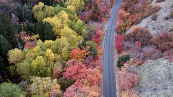 Flying down towards colorful tree tops in Fall