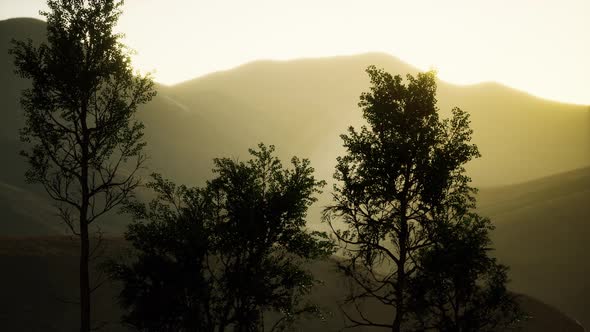 Carpatian Mountains Fog and Mist at the Pine Forest