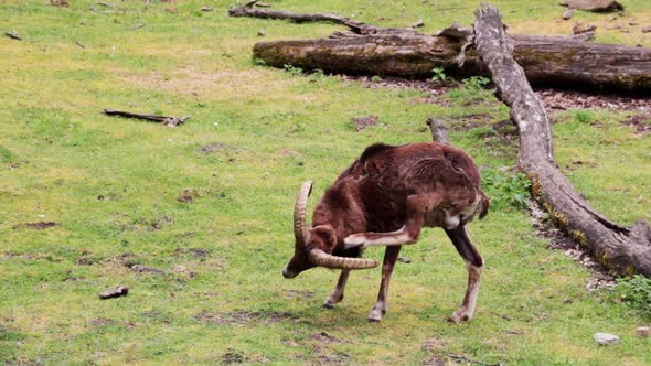 The mountain goat scratches its head with a hoof