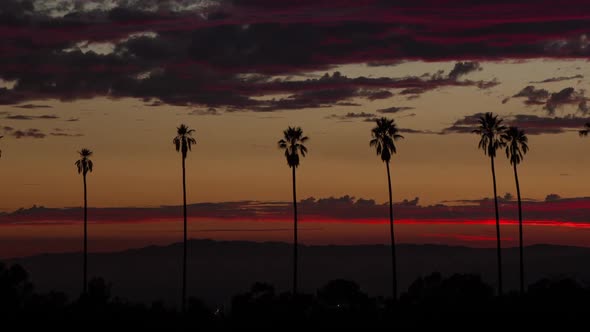 Colorful Sunset Clouds Behind Palm Trees