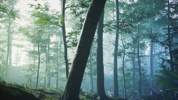 Sunny Silhouetted Forest with Sunbeams Through Fog alt