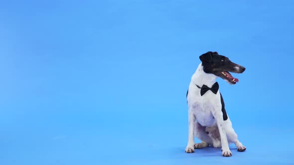 A Black and White Smooth Fox Terrier with a Black Bow Tie Around His Neck Sits Looks Around and