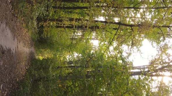 Vertical Video of a Forest with Many Trees in Autumn