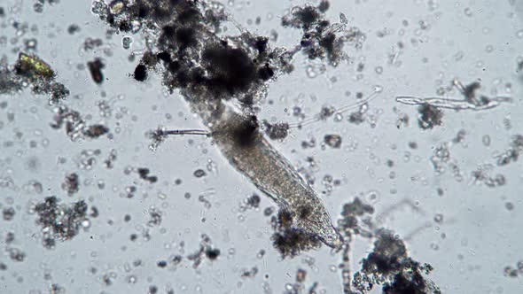 A Large Rotifer Moves in Water Under a Microscope