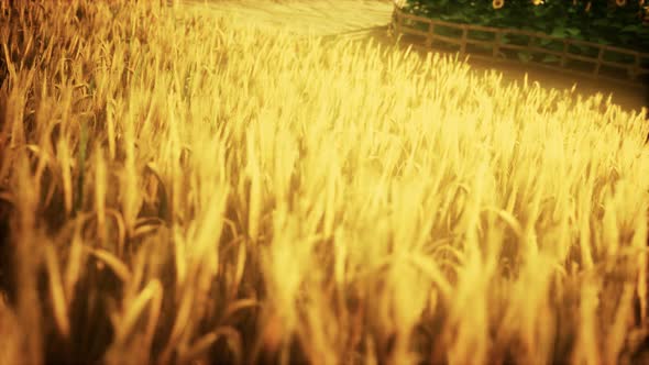 Golden Wheat Field and Sunny Day