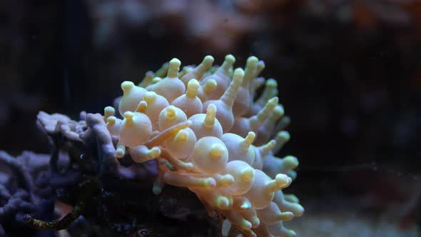 Anemone is bubbly in water. A species of sea anemones of the family Actiniidae.