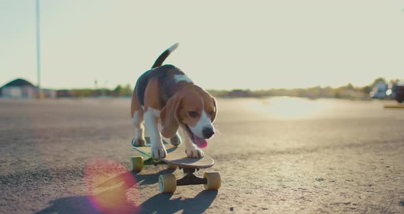 Beagle Dog Rides a Skateboard