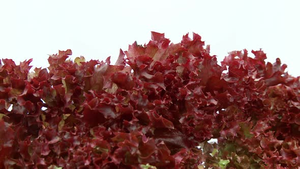 Closeup of Lollo Rosso Red Lettuce