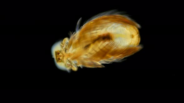 the Larva of the Polychaeta Worm Under the Microscope, at the Nektohet Stage, of the Spionidae alt