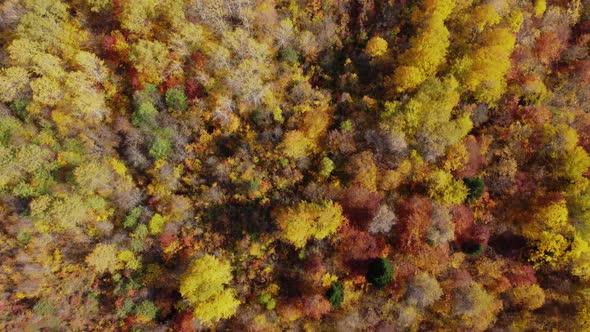 Autumn in the mountain forest. Autumn colors in forest aerial view.