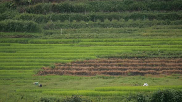 Farmer In Rice Field