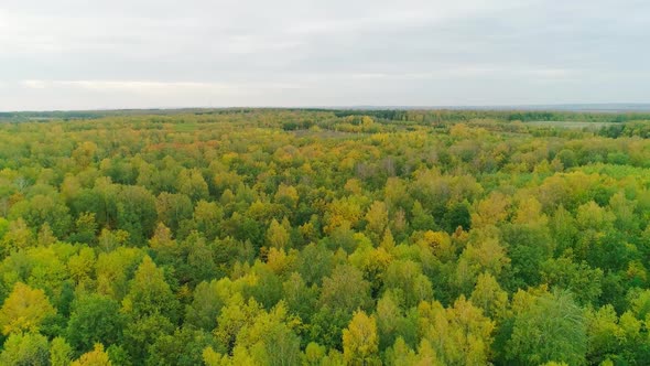 Aerial Video of Autumn Forest in the Evening