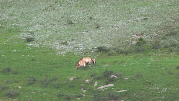 Wild Przewalski's Horses in Natural Habitat in The Meadow of Mongolia