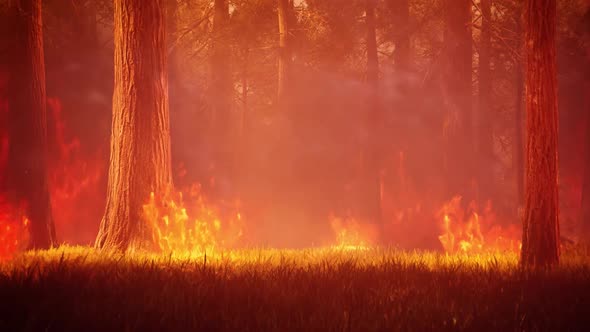 Forest Wildfires 4K 06