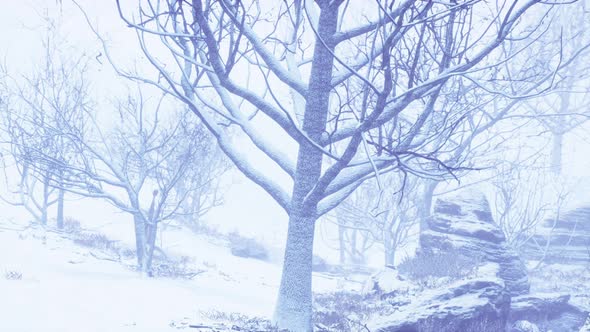 Winter Deciduous Forest on a Foggy Morning