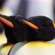King Penguins - VideoHive Item for Sale