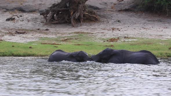Two African Bush Elephants begin to grapple in Chobe River, Botswana