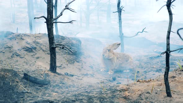 Burntout Forest with Lots of Smoke and a Rabbit in It