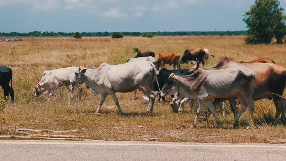 Herd of African Humpback Cows Walking at the Side of the Asphalt Road Zanzibar