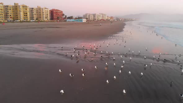 Sunset, Birds on the pacific ocean coast beach (La Serena, Chile) aerial view