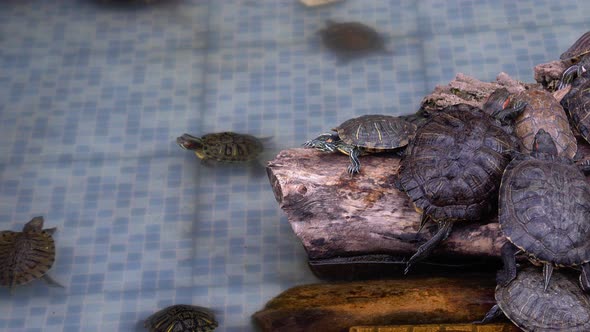 Water Turtles In The Pool 