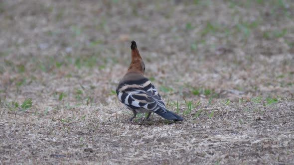 Hoopoes on the groundsearching for worms